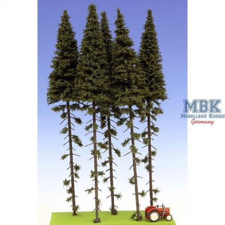 Fichten / Spruce w/ Trunk 28-32 cm Hochstamm 5x 